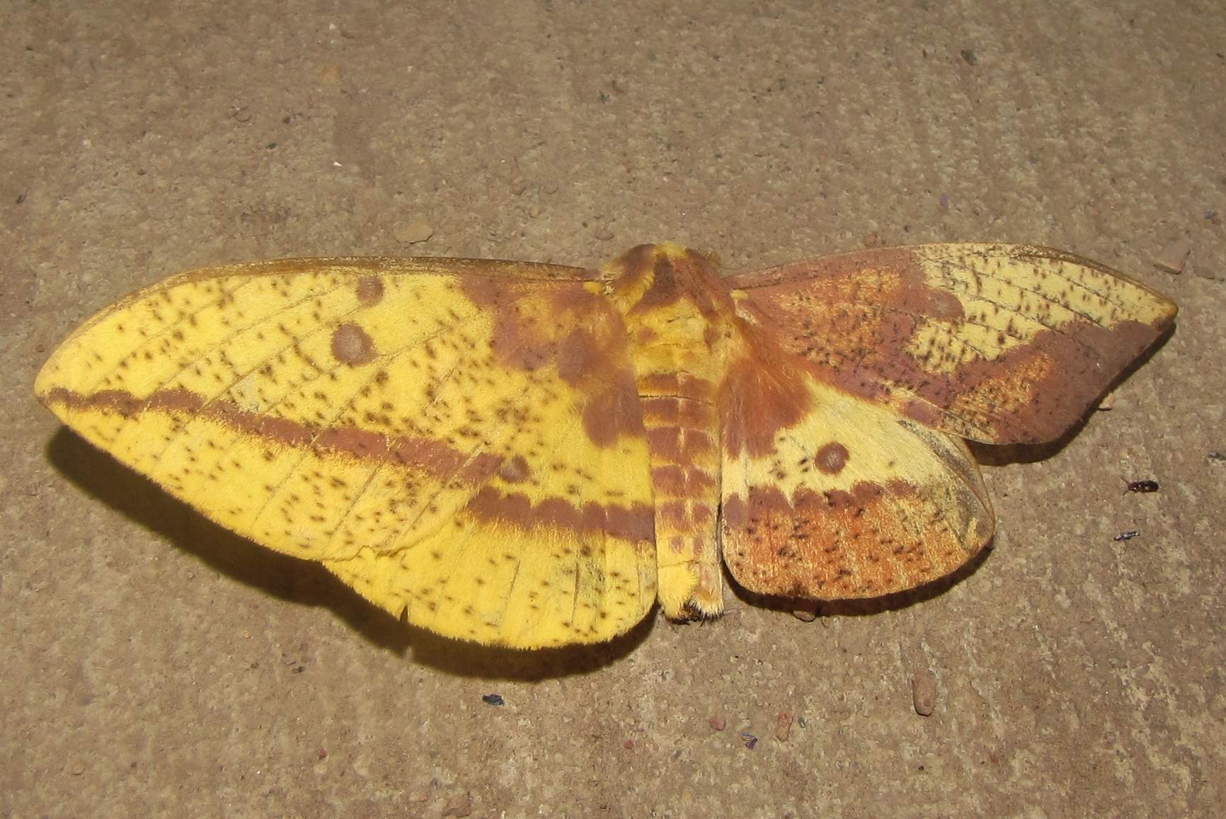 Eacles imperialis (bilateral gynandromorph, live) (Internet Image property of respective owner, non-commercial use only)